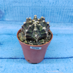 Gymnocalycium Friedrichii (Гимнокалициум)
