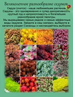 Седум Камчатский Вариегата очиток многолетний