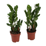 Замиокулькас