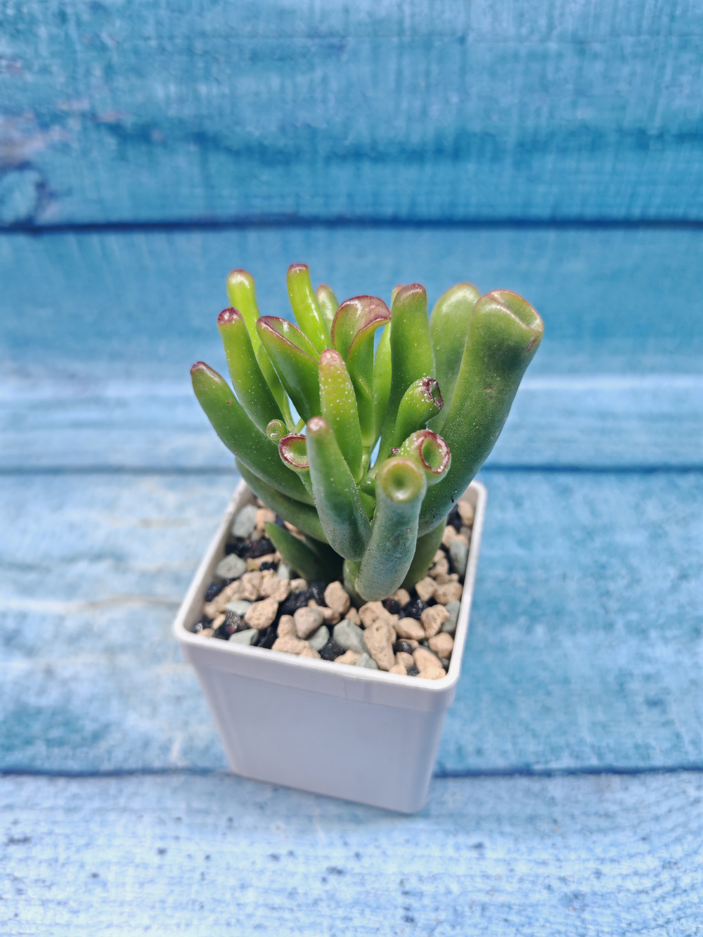 Сrassula Ovata Gollum (Крассула)