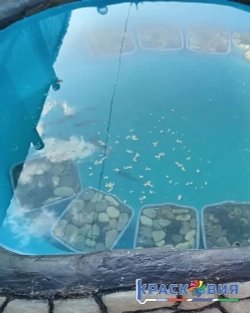 Краска для бассейна Бетостоун PROFI POOL, водостойкая эмаль, матовая, RAL 5012, 3 кг.