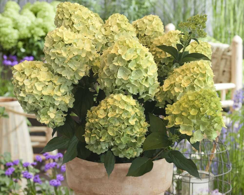 Гортензия метельчатая Гарденлайт Лемонлайт ( Hydrangea paniculata Gardenlight Lemonlight)