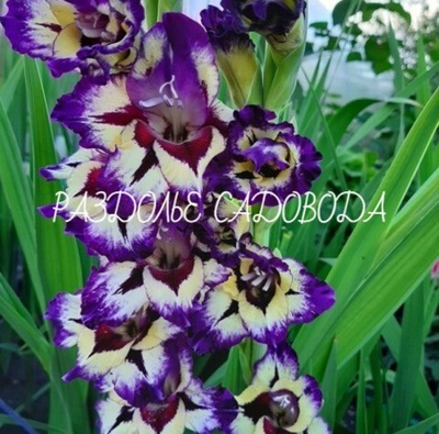 Гладиолус Циркус Колор (в упаковке 3шт)