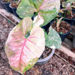 Сингониум STRAWBERRY ICE GALAXY