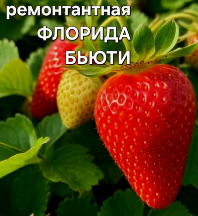 САЖЕНЦЫ РЕМОНТАНТНОЙ КЛУБНИКИ ФЛОРИДА БЬЮТИ