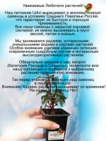 Бегония Каудексная Партита Бонсай