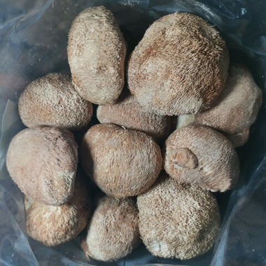 Ежовик гребенчатый плодовое тело