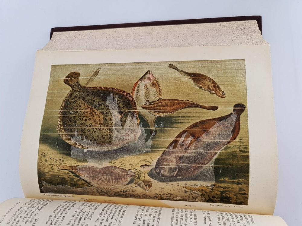 "Жизнь животных". А.Э.Брэм. 1904 г. - антикварная книга