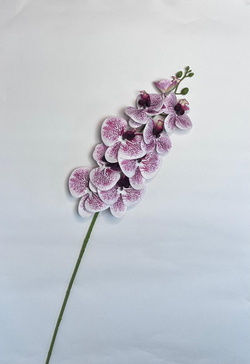 Орхидея ветка