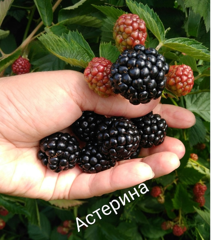 Ежевика Астерина