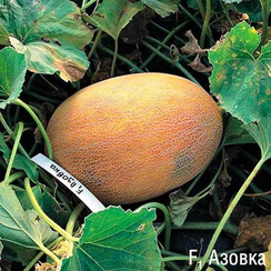Азовка F1 семена дыни (Гавриш)