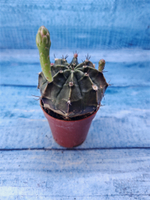 Gymnocalycium Friedrichii (Гимнокалициум)