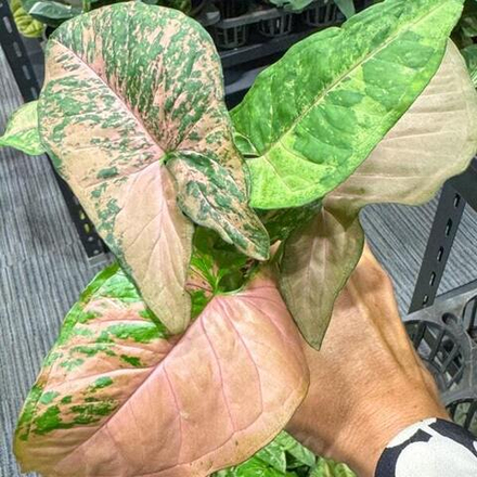 Сингониум PINK FLECKED