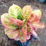 Кротон KERISPATIH