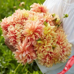 Георгин Tyrell (корень) Закупка М55 апрель 2026