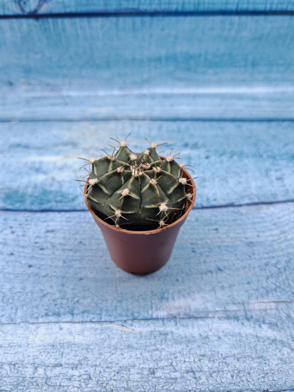 Gymnocalycium Friedrichii (Гимнокалициум)