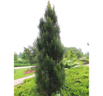 Сосна черная Пирамидалис С5 60-80
