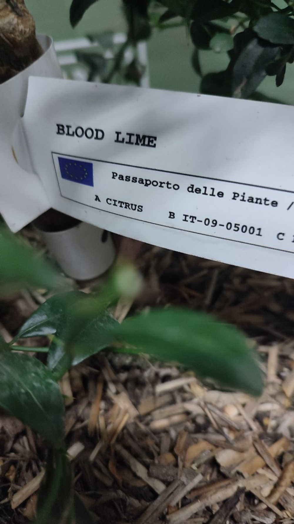 Микроцитрус "Blood Lime"