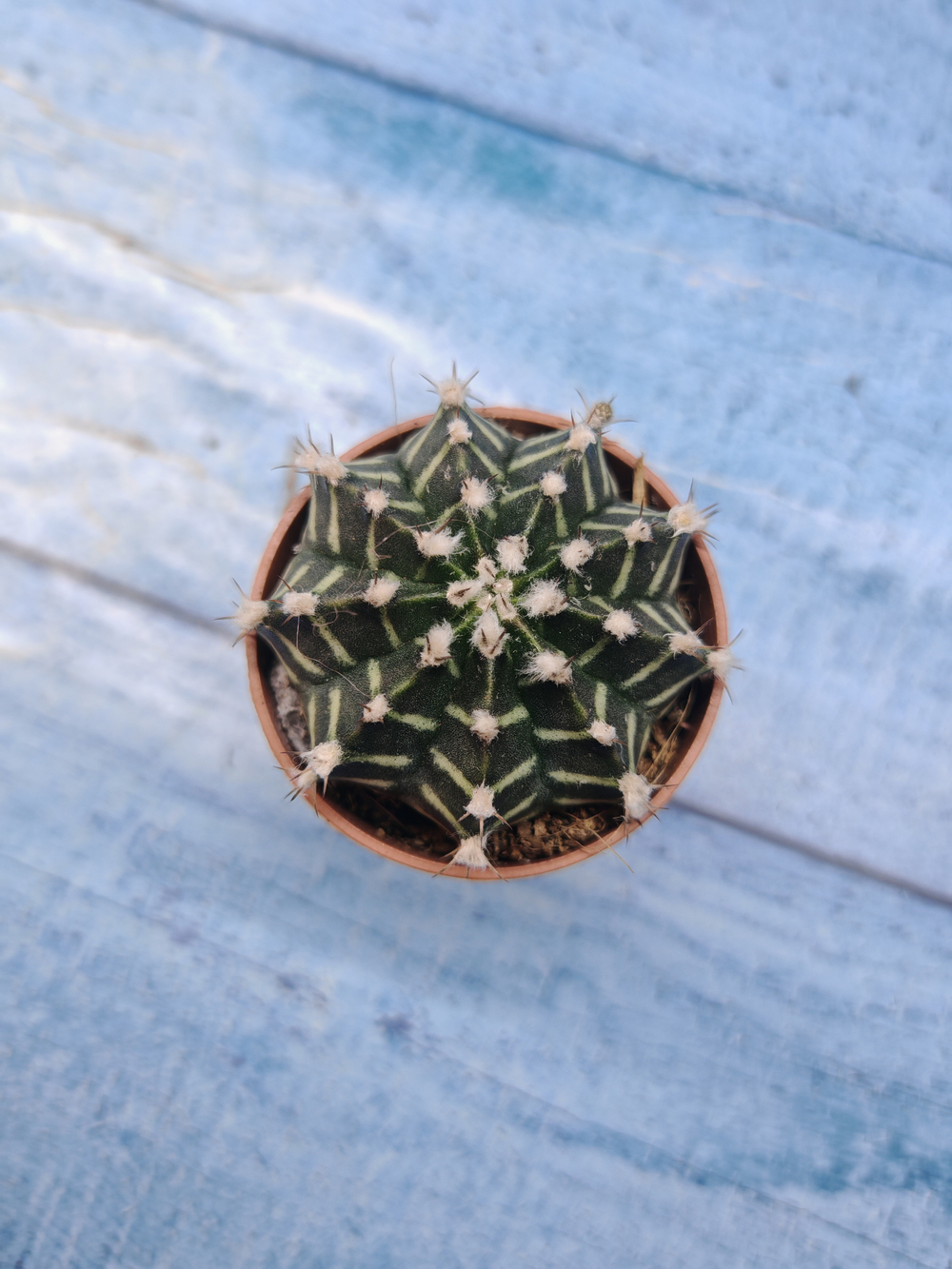 Gymnocalycium Friedrichii (Гимнокалициум)