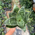 Сансевиерия DWARF GOLD MARGINATA