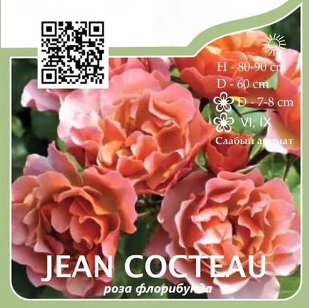 Роза флорибунда "Jean Cocteau"
