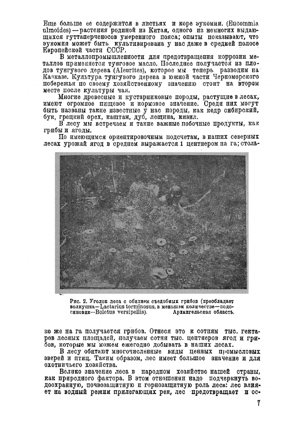 Лесоводство | Мелехов Иван Степанович