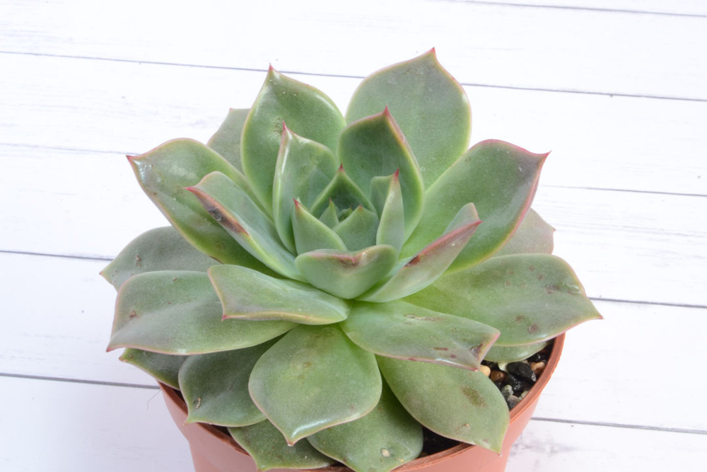 Echeveria Maxxus (Эхеверия) (SCT28975)