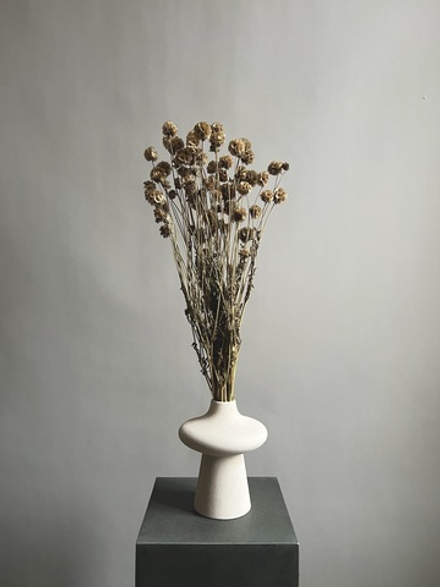 Скабиоза кустовая натуральная