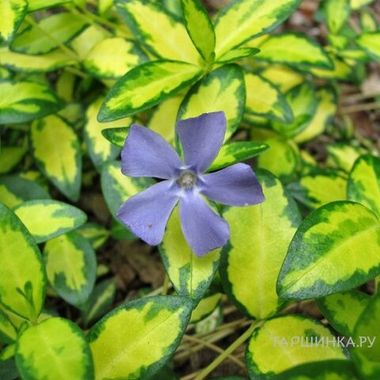 8714 Барвинок Illumination (Весна 2026)