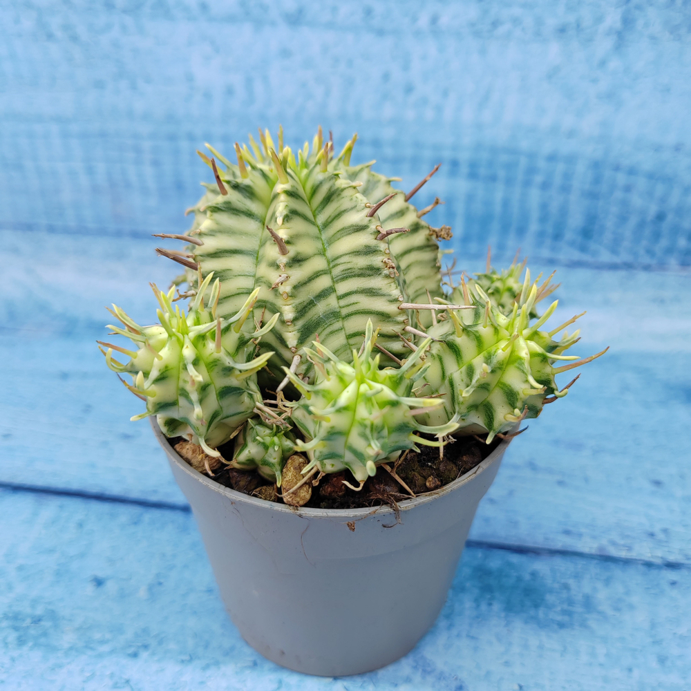 Euphorbia meloformis f. Variegated (Эуфорбия вариегатная)