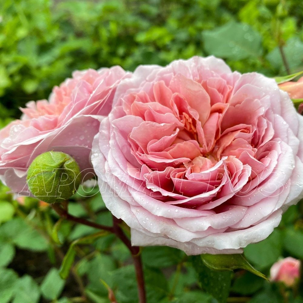 Роб А Ля Франсуаз (Robe A La Francaise)