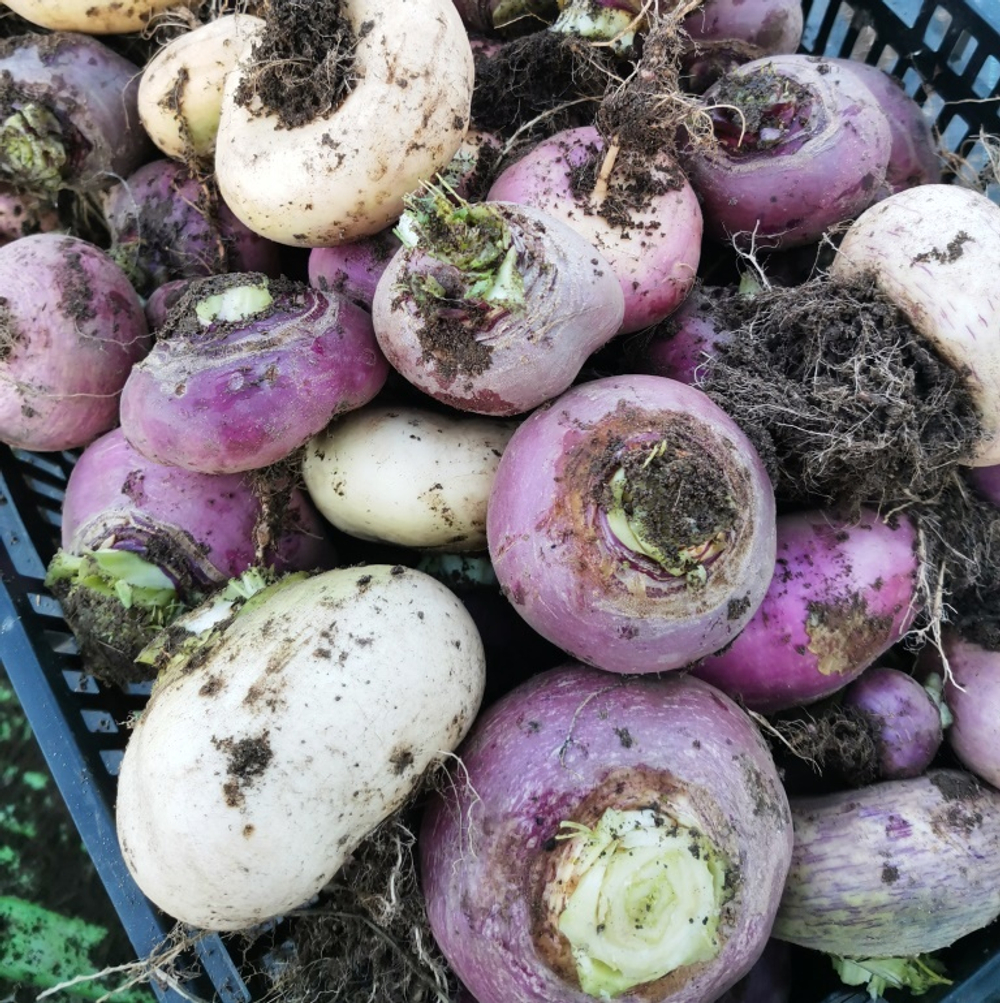 Репа Исконная Русская Сладкая