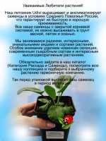 Синеголовник Альпийское небо чертополох