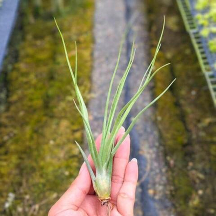 Тилландсия Celebration (brachycaulous x bulbosa)