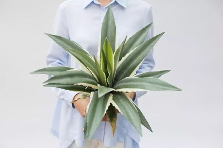 Агава американская 55см без кашпо, 21 лист