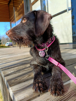 Ошейник Мой 2007-й, наличие