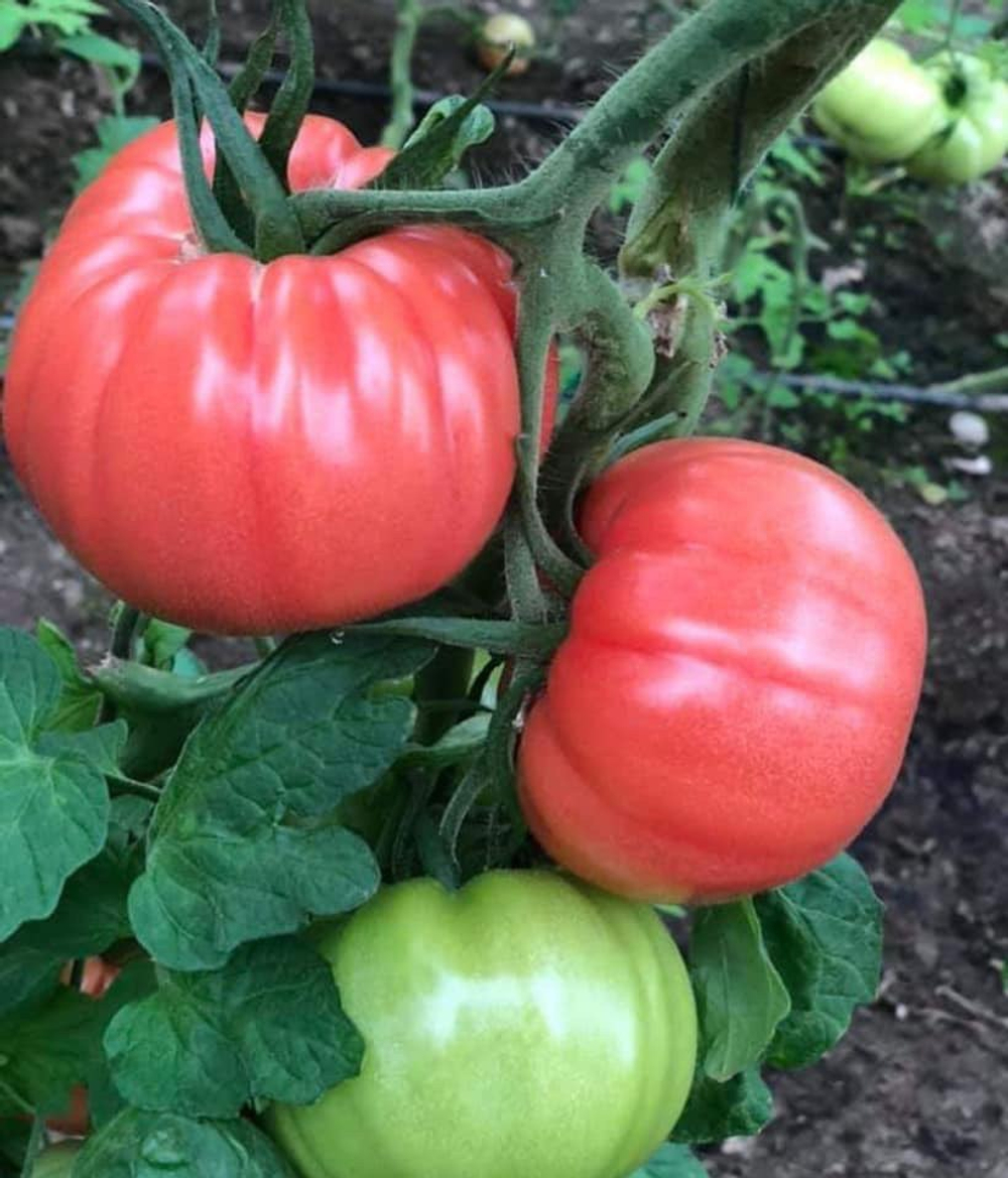 Пинк Кой F1 семена томата индетерминантного ( Yuksel Tohum / )