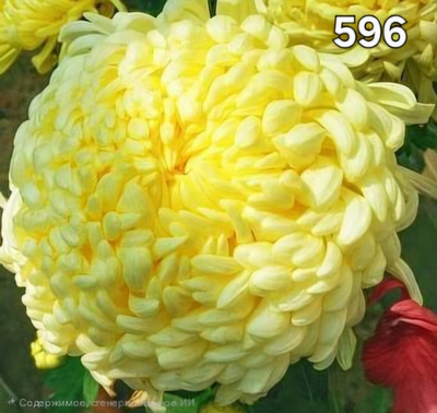 САЖЕНЦЫ ХРИЗАНТЕМЫ ГОРШЕЧНАЯ 596 КОСМО ЕЛЛОУ