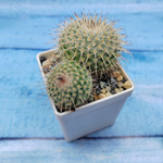 Mammillaria Parkinsonii (Маммилярия)