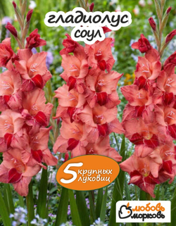 Гладиолус Луковица, Соул, 5 шт