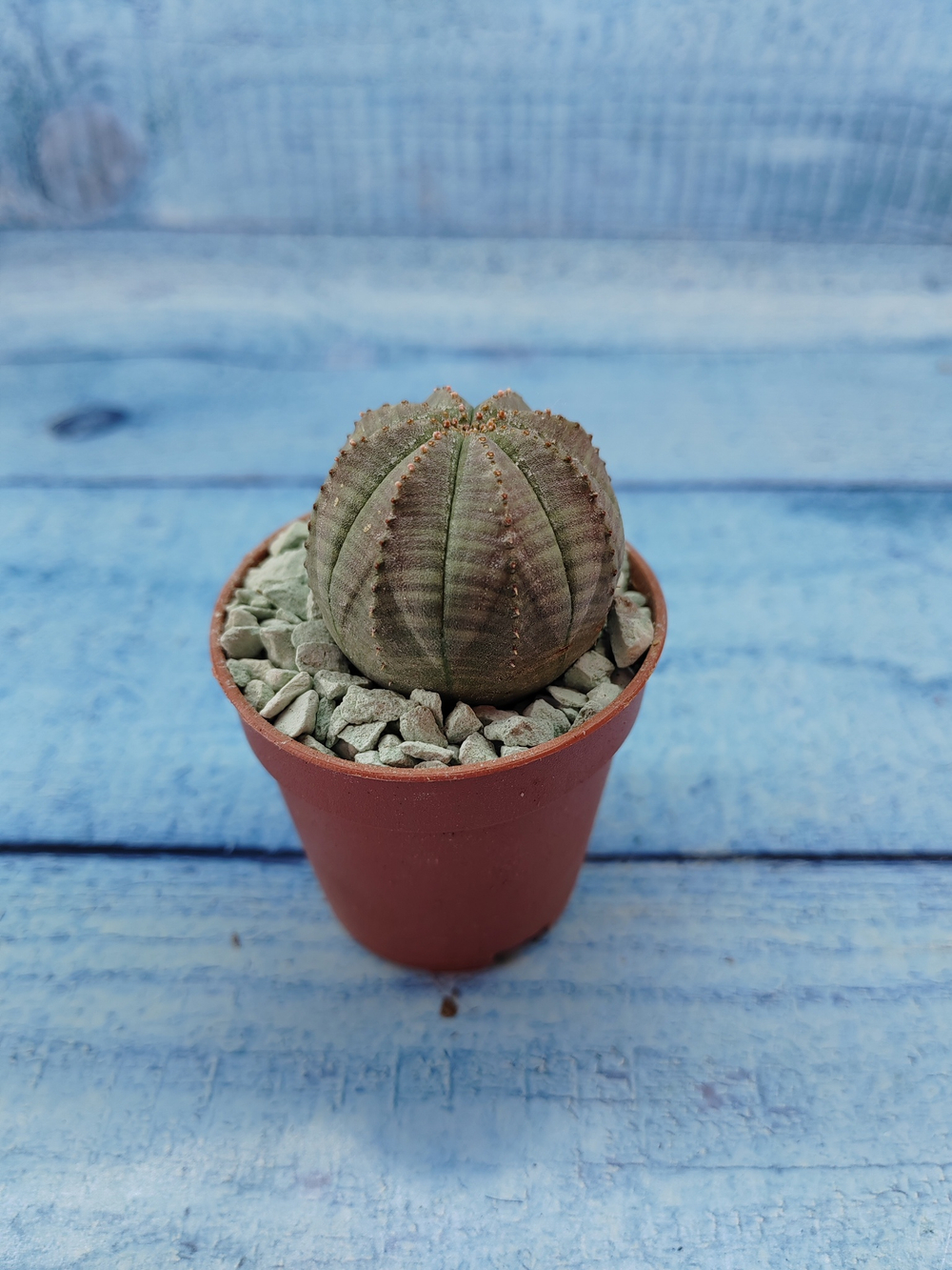 Euphoria Obesa (Эуфорбия)