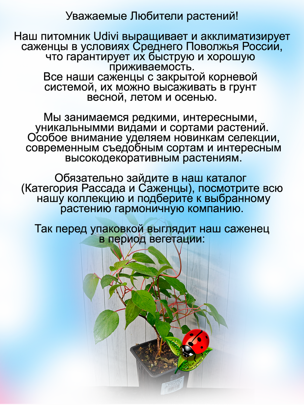 Актинидия аргута пурпурная садовая