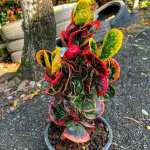 Кротон GAEW PAILIN