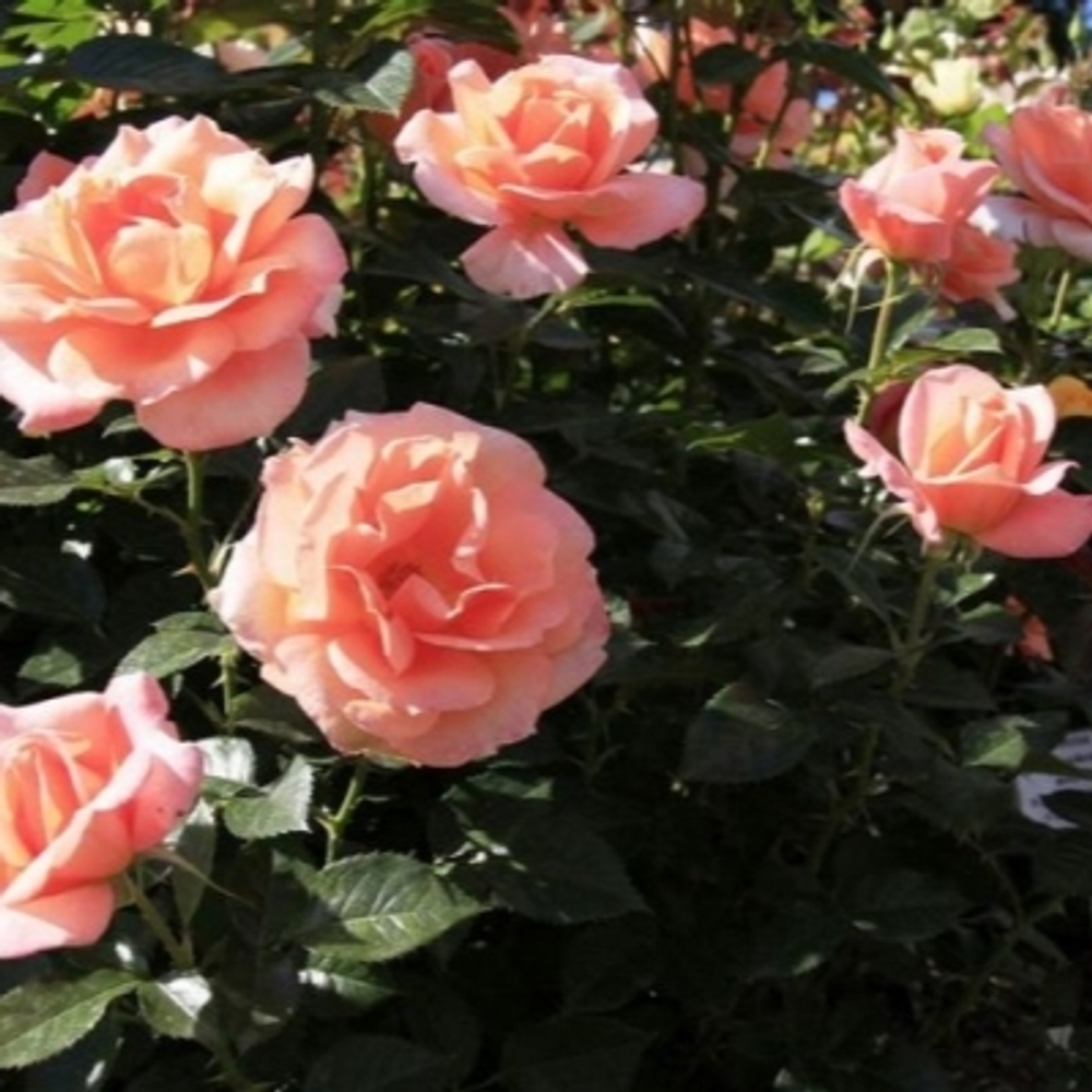 Роза чайно-гибридная Рене Госсини С4