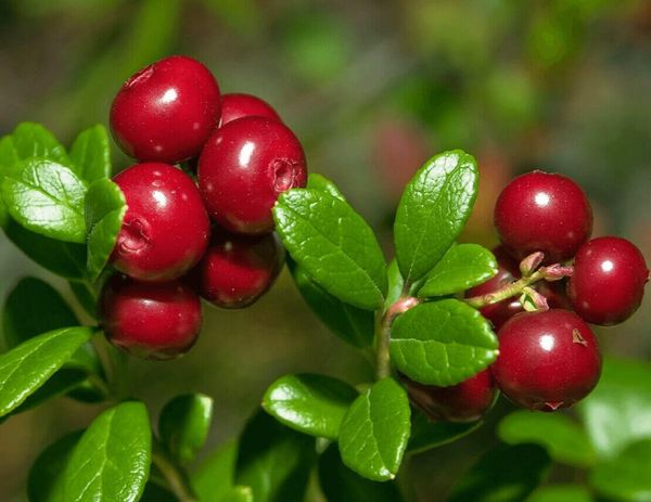 «Молодор ягода» – брусника в помощь диабетику