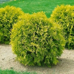 Туя Мириам С3 20-30 см Закупка М54 май/июнь 2026