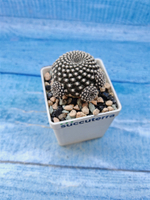 Sulcorebutia Heliosoides (Сулькоребуция)