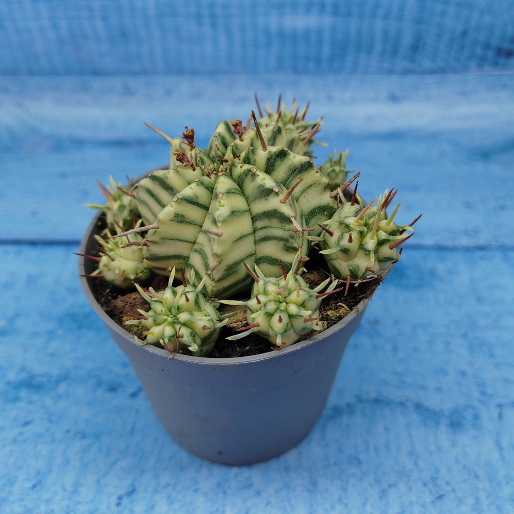 Euphorbia meloformis f. Variegated (Эуфорбия вариегатная)