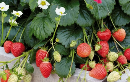 Клубника ремонтантная Элан рассада, меристема.