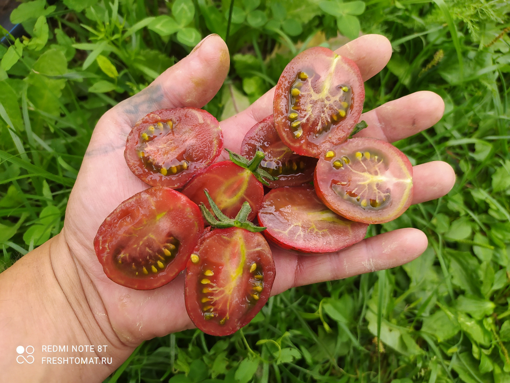 Супер экзотик (Super exotic) сорт томата купить за 70 ₽ Freshtomat.ru